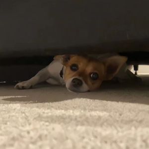 朱竹清被❌挤奶的视频
